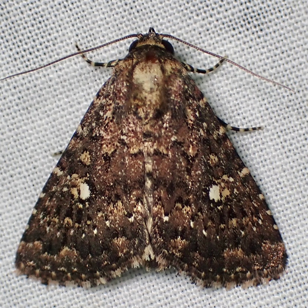Condica orta