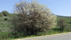 Pyrus syriaca