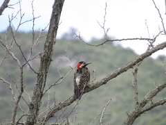 Colaptes melanochloros