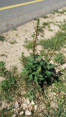 Scrophularia rubricaulis