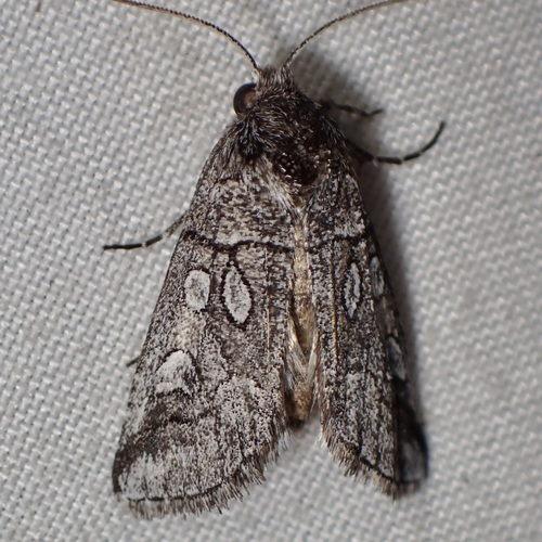 Oxycnemis advena photo 2