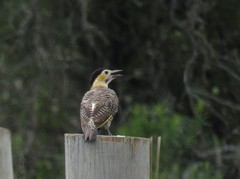 Colaptes campestris