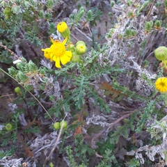 Senecio gallicus