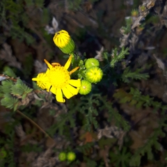 Senecio gallicus