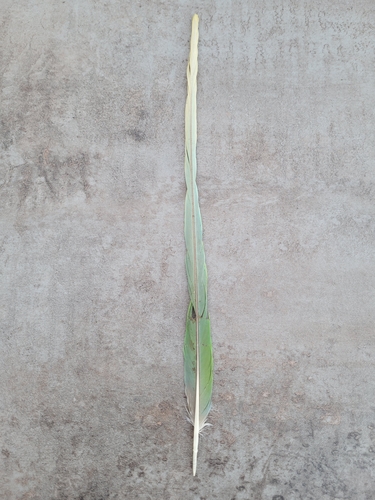 Plume de Perruche alexandre