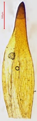 Pterygoneurum ovatum