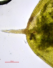 Pterygoneurum ovatum