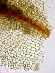 Pterygoneurum ovatum