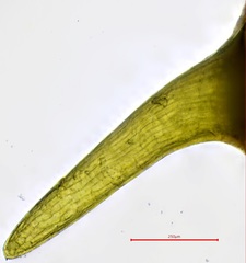 Pterygoneurum ovatum