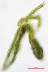 Pterygoneurum ovatum