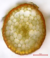 Pterygoneurum ovatum