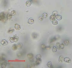 Pterygoneurum ovatum