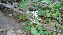 Corydalis triternata