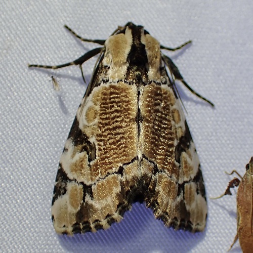Whaleback moth photo 5