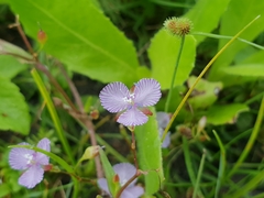 Murdannia striatipetala