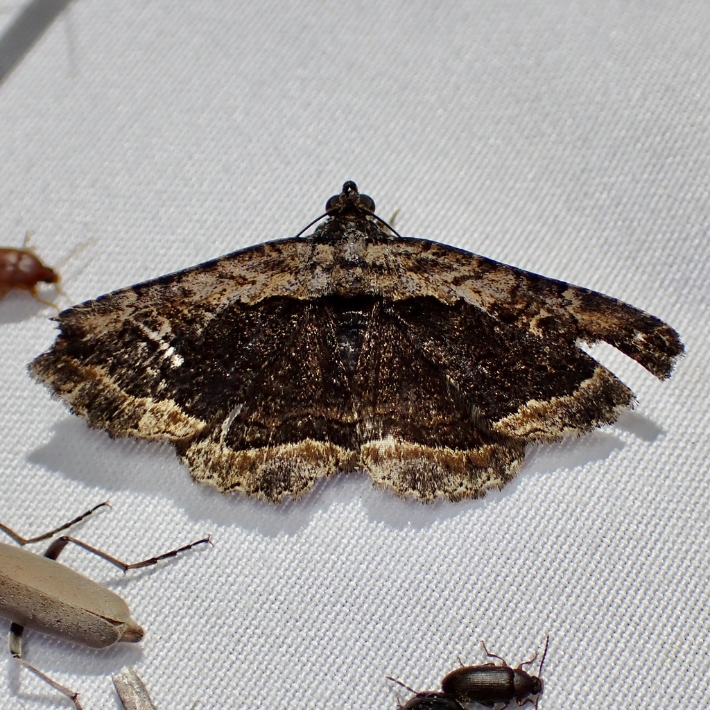 Zaleops umbrina