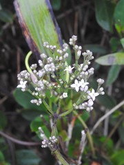 Oldenlandia consanguinea