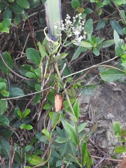 Oldenlandia consanguinea