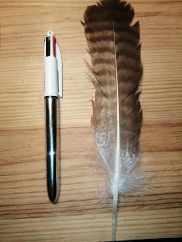 Plume de Buse variable