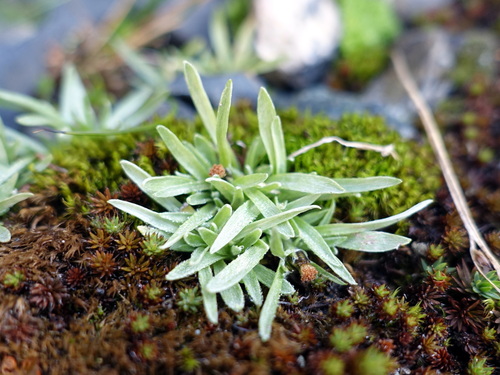 Image of Omalotheca supina by (c) Wolfgang Jauch, some rights reserved (CC BY)