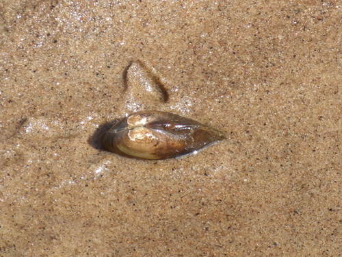 Painter's Mussel