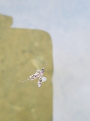 Culiseta incidens
