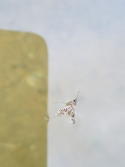 Culiseta incidens