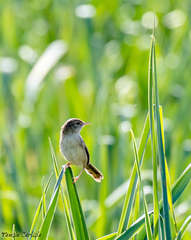 Prinia lepida