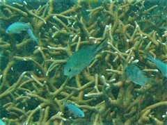 Chromis ternatensis