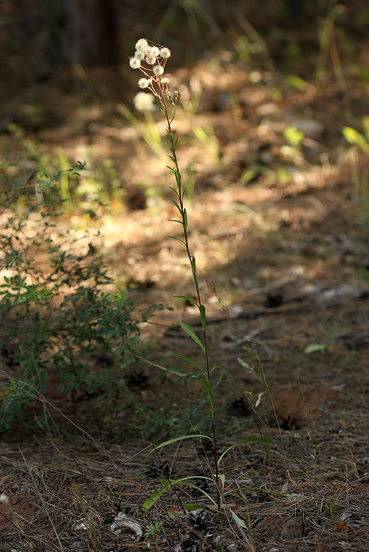 Erigeron droebachensis