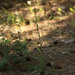 Erigeron droebachensis - Photo (c) Vadim Prokhorov, some rights reserved (CC BY-NC), uploaded by Vadim Prokhorov