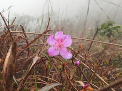 Rhododendron farrerae