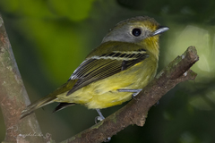 Piprites chloris
