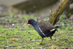 Gallinula chloropus