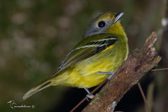Piprites chloris