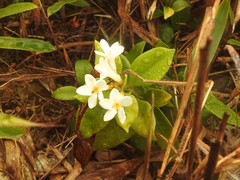 Melodinus fusiformis