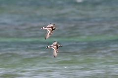 Arenaria interpres