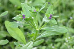 Asperugo procumbens