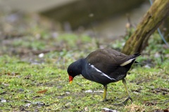 Gallinula chloropus