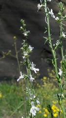 Linaria chalepensis