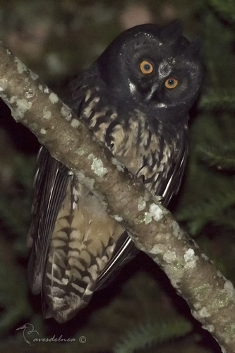Stygian Owl
