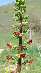 Scrophularia rubricaulis