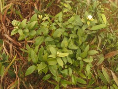Melodinus fusiformis