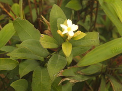 Melodinus fusiformis