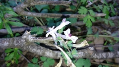 Corydalis triternata