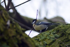 Parus major