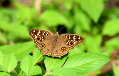 Junonia lemonias aenaria