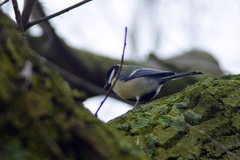 Parus major