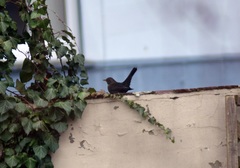 Turdus merula