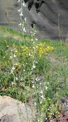 Linaria chalepensis
